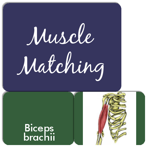 Printable Muscle Matching Game
