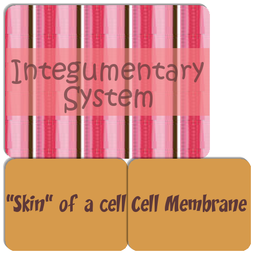 The Integumentary Game