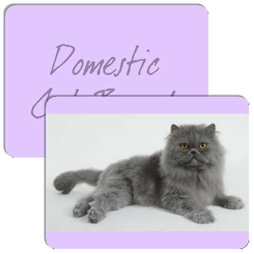 Domestic Cat Breeds Match The Memory