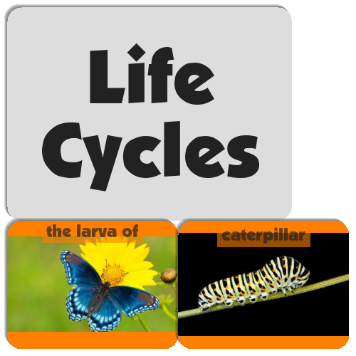 5 life cycles        <h3 class=