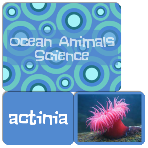 Ocean Animals Science - Match The Memory